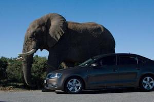 elephants and car