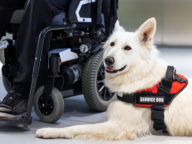 A white service dog wearing a red "Service Dog" vest lies beside a person in a wheelchair.