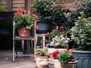 potted plants