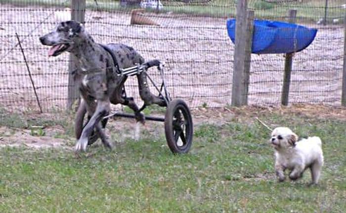 dog with walker