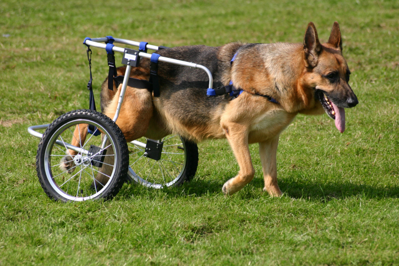 A disabled dog using a dog wheelchair.