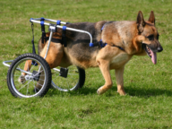 A disabled dog using a dog wheelchair.